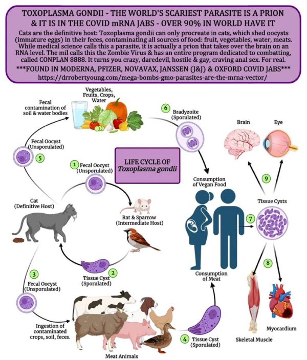 Toxoplasmosi, vaccini e pregiudicati article-post
