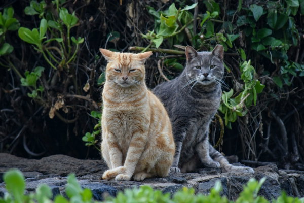 Gatti spariti e fonti non affidabili