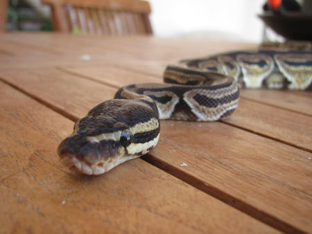 Quello che va in giro con un pitone al collo article-post