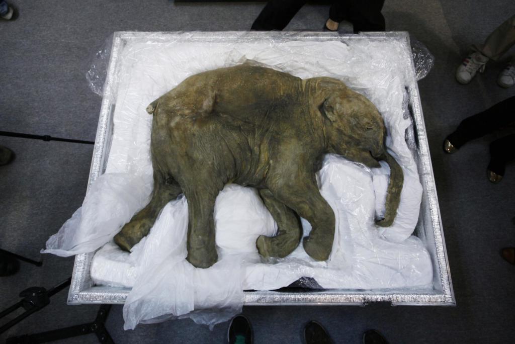 Lyuba, il cucciolo di mammut in esposizione ad Hong Kong | Giornalettismo