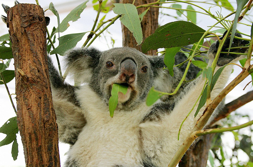 Gli animali con tre vagine article-post