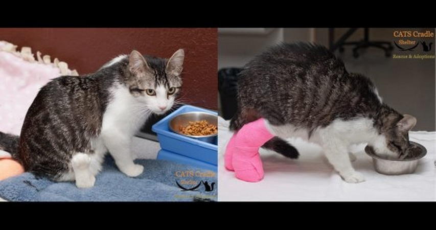 Il Gatto Con Le Zampe Al Contrario Giornalettismo