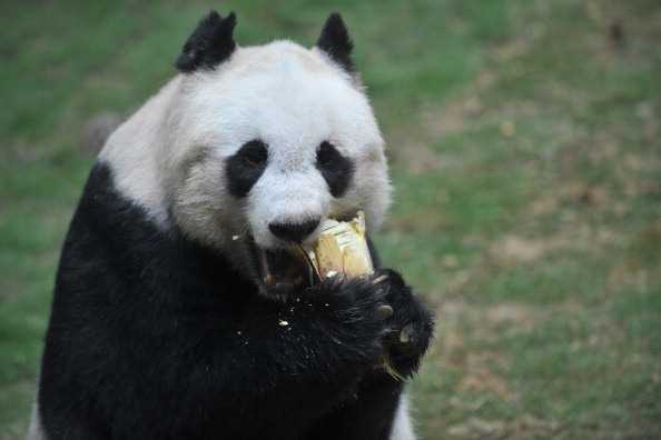 L’insostenibile freddezza sessuale dei panda article-post