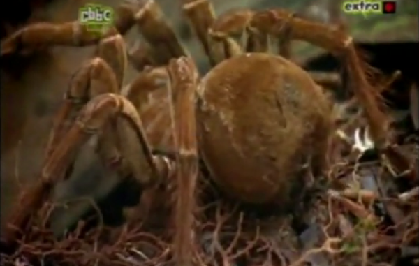 Il ragno gigante che mangia gli uccelli