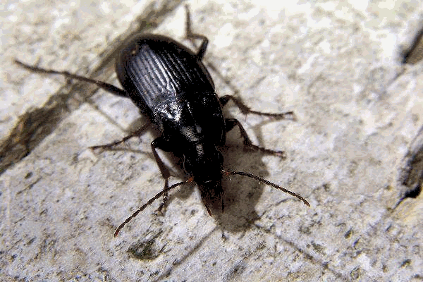 Ecco perché ci servono gli scarafaggi article-post