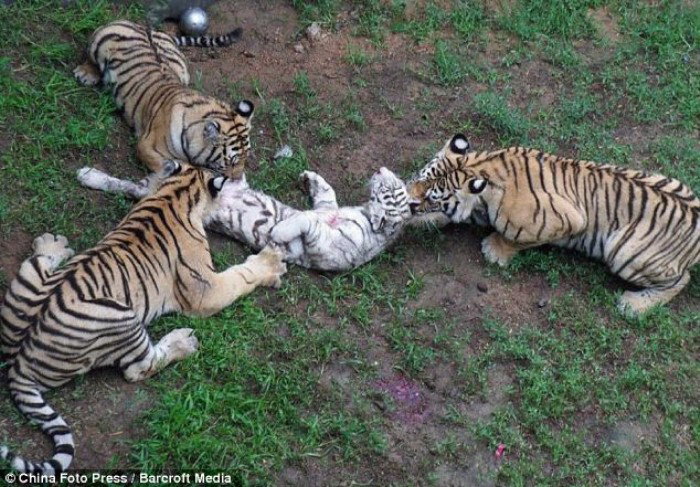 Le tigri che mangiano un cucciolo allo zoo article-post