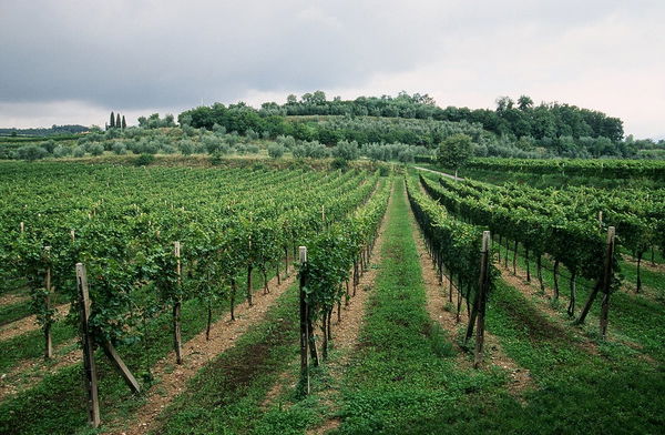 Contare fino a dieci prima di dire: «L’Europa è cattiva, ci toglie l’alcol dal vino»
