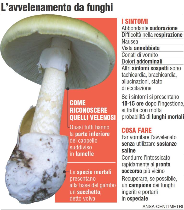 Avvelenamento da funghi, che fare? Giornalettismo