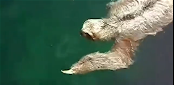 Ma il bradipo che nuota come fa?