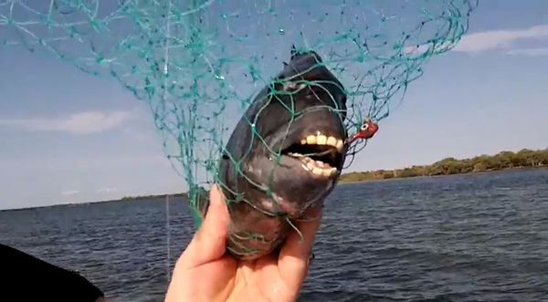 Il pesce con i denti umani