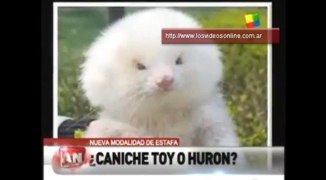 Il traffico shock di roditori spacciati per cani article-post