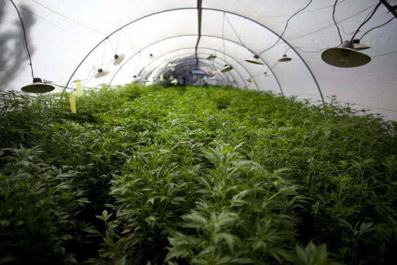 Cosa succede se si fuma troppa marijuana article-post