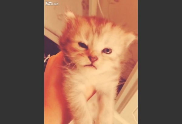 Il video della ragazzina che tortura il suo gattino per gioco