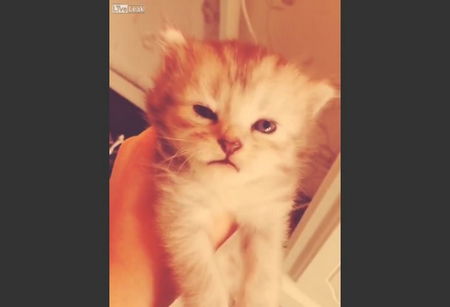 Il video della ragazzina che tortura il suo gattino per gioco article-post