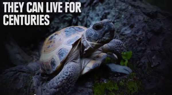 I sei animali che sono praticamente immortali