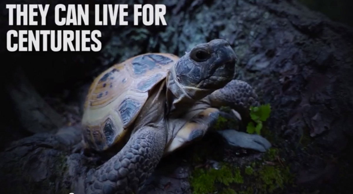 I sei animali che sono praticamente immortali article-post
