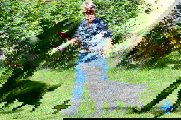 Lo strano mondo delle guardie zoofile