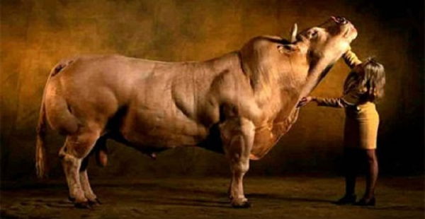 La bufala delle super mucche modificate dall’uomo