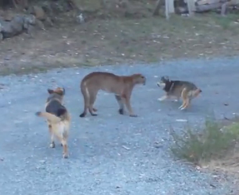 Il video dei cani che affrontano il puma article-post