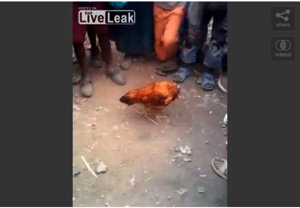 I bambini che giocano e filmano il pollo senza testa che passeggia