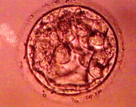 Un bambino cinese è nato quattro anni dopo la morte dei suoi genitori article-post