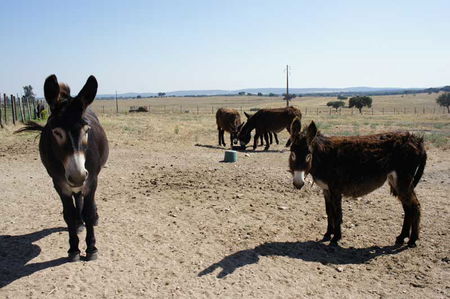 Cina, le morti sospette degli asini e quel bizzarro medicinale che viene prodotto con la loro pelle article-post