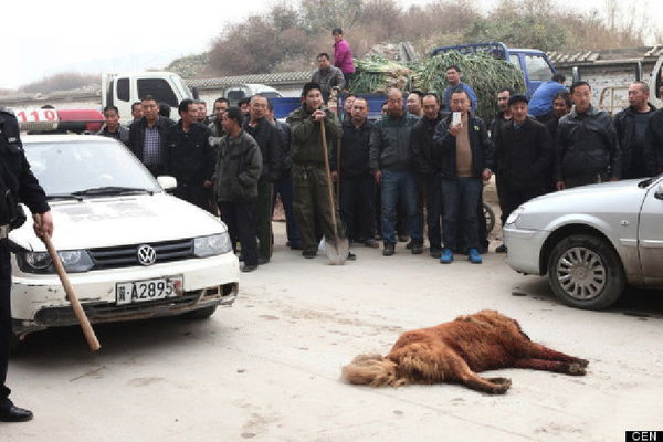 Le immagini shock dei cani uccisi in strada dalla folla