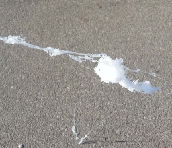 «Vi spiego cosa sono quei filamenti bianchi che cadono dal cielo»