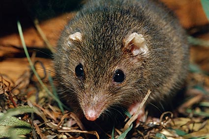 L’animale che fa sesso fino a morire