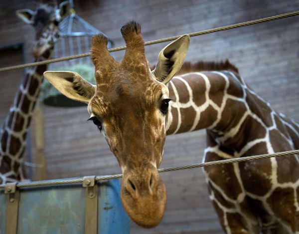 Marius: la giraffa dello zoo di Copenhagen è stata uccisa