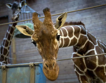 Marius: la giraffa dello zoo di Copenhagen è stata uccisa article-post