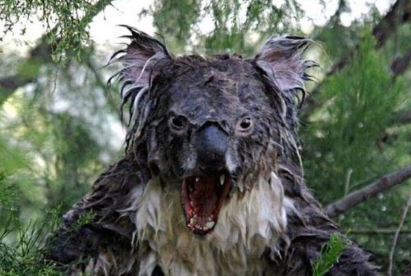 Le 12 bufale fotografiche che avete visto almeno una volta nella vita