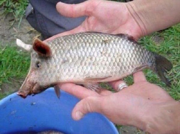 La bufala dell’abominevole pesce-maiale