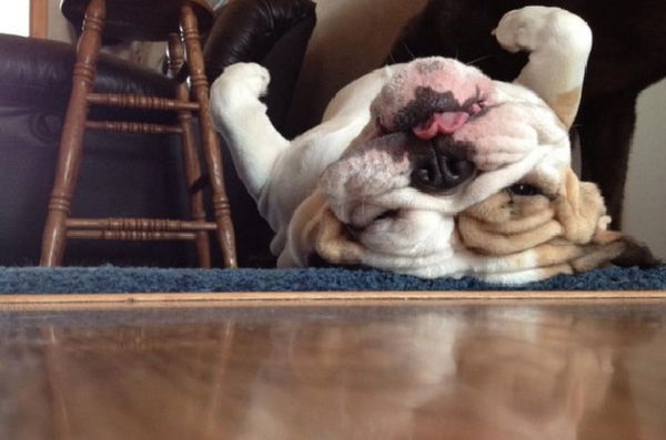 Le 30 tenerissime foto di cani che dormono in posizioni assurde