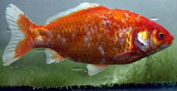 Il ragazzo multato per il video su Facebook in cui mangia un pesce article-post