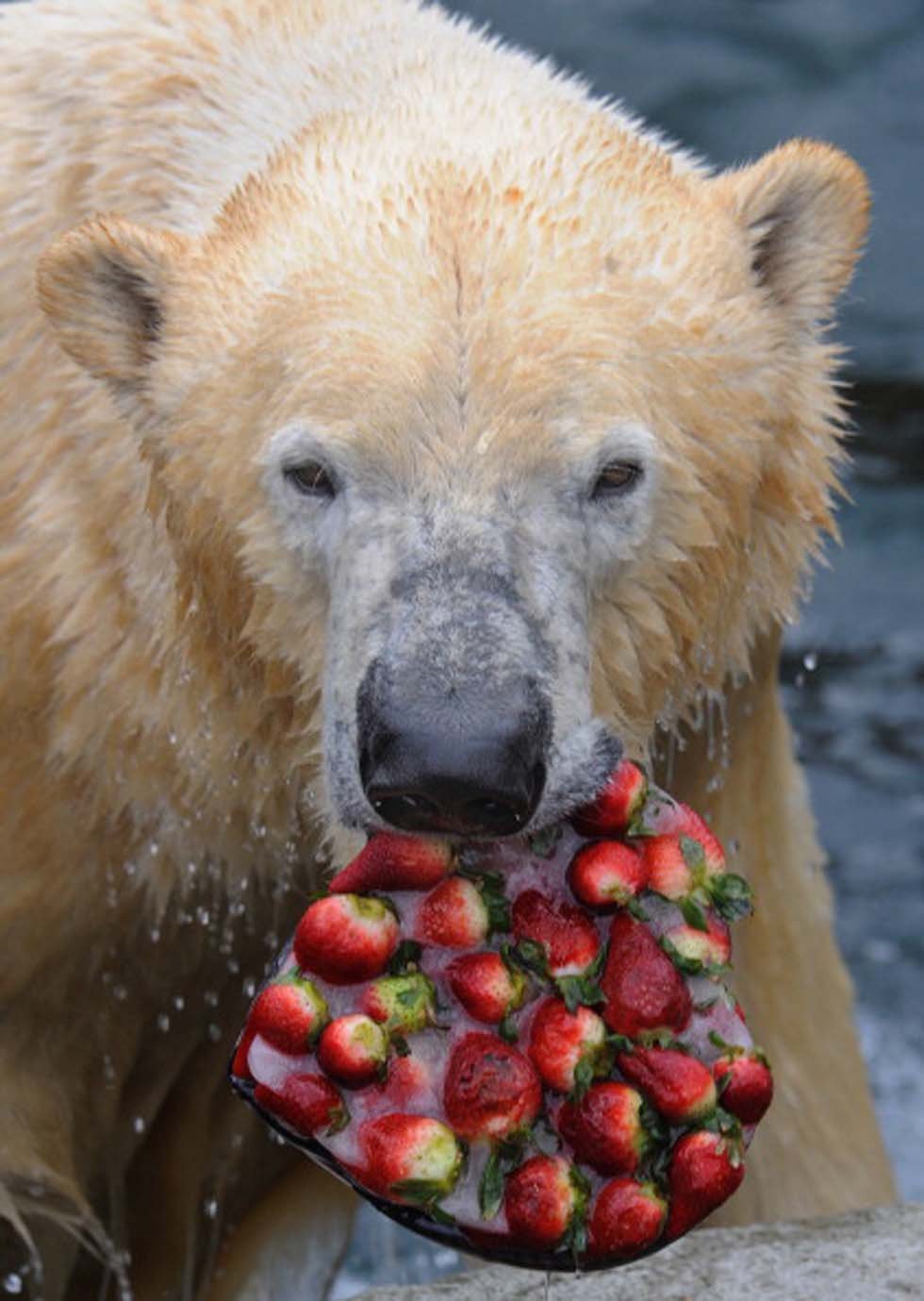 Включи мишки есть. Медведь ест ягоды. Медведь ест малину. Медведь ест. Медвежонок.