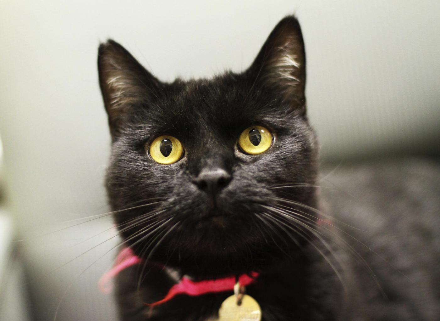 Quanto Dura La Sfortuna Del Gatto Nero