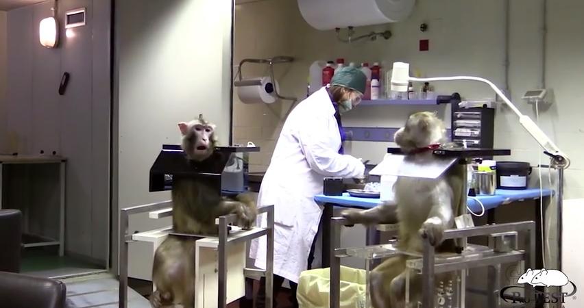 Roberto Caminiti risponde a Striscia La Notizia sulla sperimentazione animale