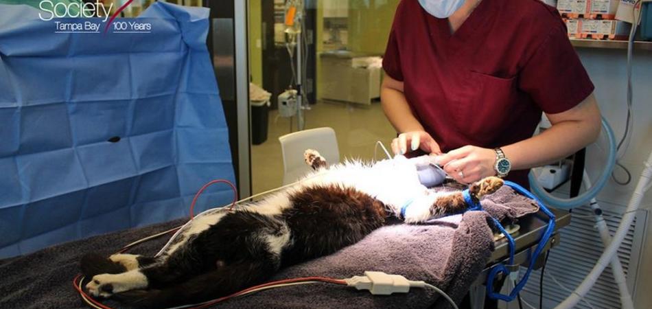 veterinari