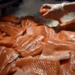 I 10 motivi per cui è meglio non mangiare salmone d'allevamento
