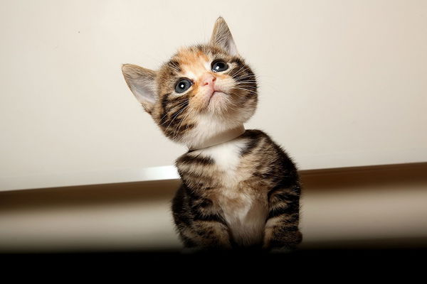 Le 14 cose che ancora non sapevi sul tuo gatto