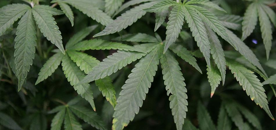 La marijuana a Washington, Dc