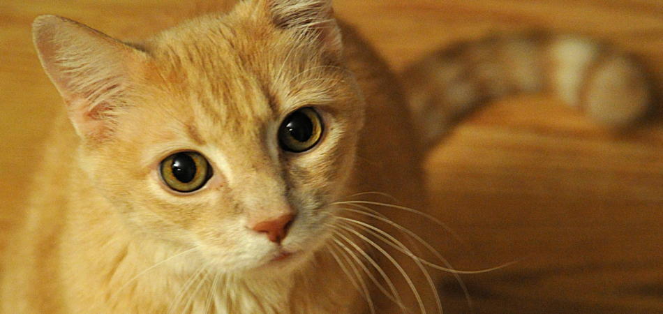 gatto con il gps