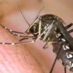 La zanzara, uno dei rumori più fastidiosi