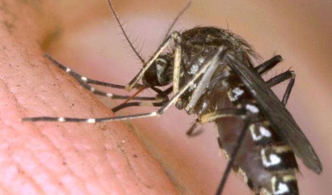 La zanzara, uno dei rumori più fastidiosi