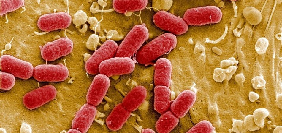 antibioticoresistenza