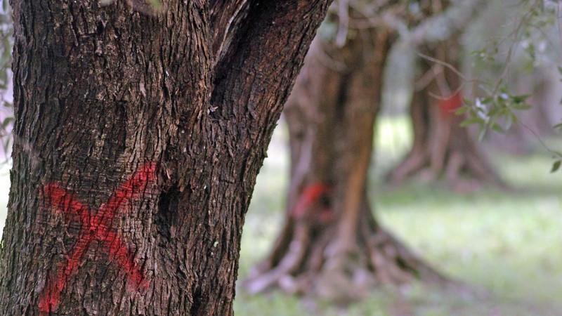 Xylella