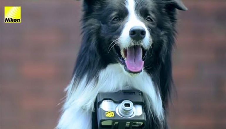 macchina fotografica per cani nikon