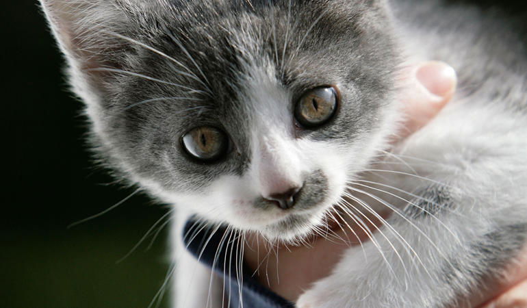 veterinaria gatto malato