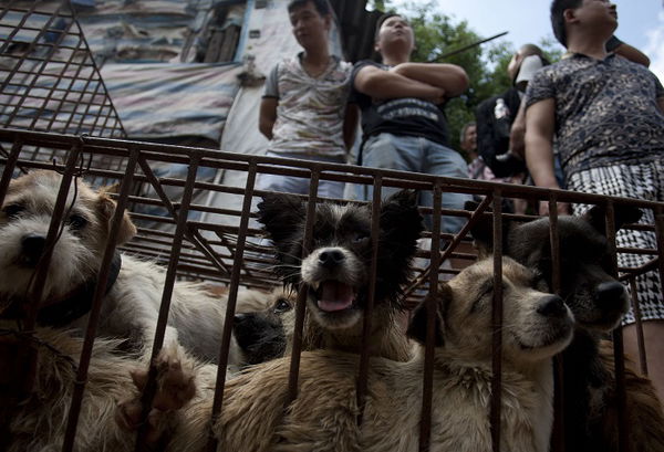 La vera storia di Yulin: il festival in Cina dove vengono uccisi migliaia di cani